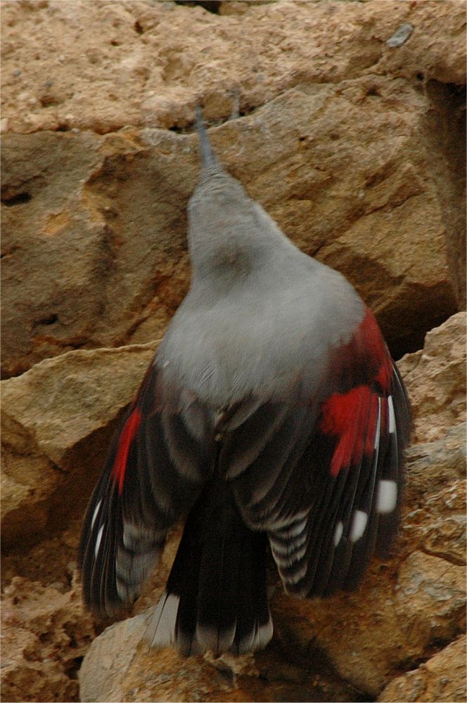Picchio muraiolo - Trichodroma muraria